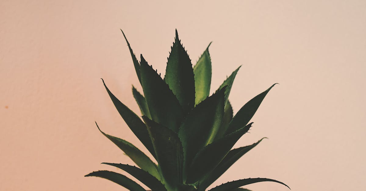 découvrez des astuces naturelles et efficaces pour améliorer votre bien-être au quotidien. explorez des conseils simples pour une vie plus saine, en harmonie avec la nature.