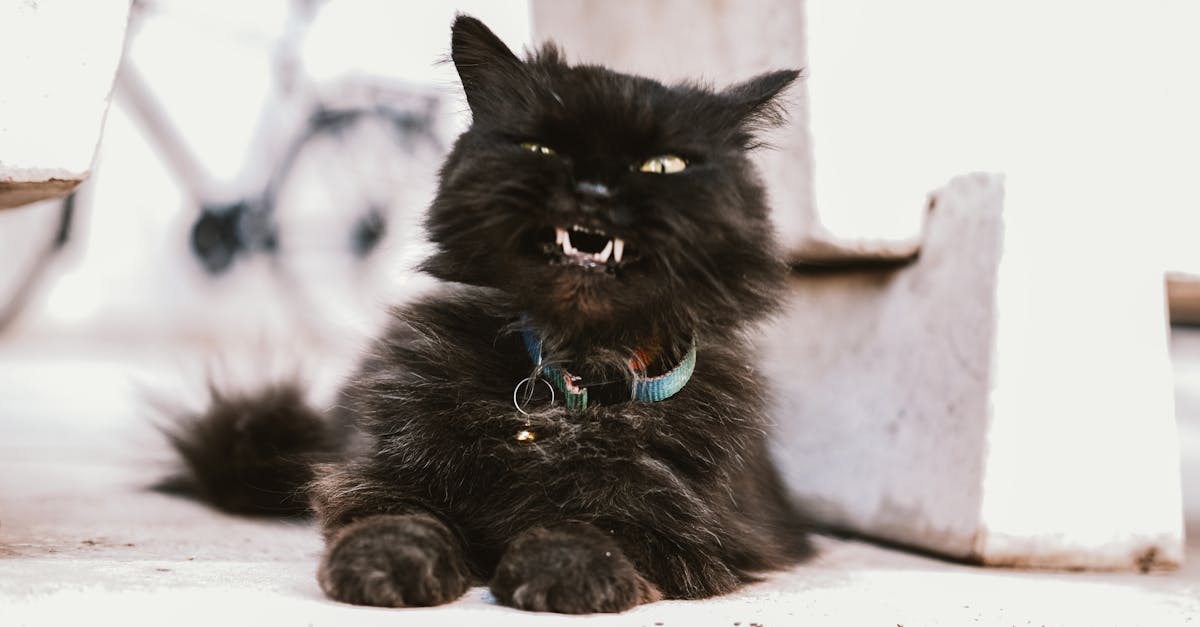 découvrez notre sélection de colliers pour chats, alliant confort, sécurité et style. offrez à votre félin un accessoire tendance avec des motifs variés et des matériaux de qualité, tout en garantissant son bien-être. commandez dès maintenant et ajoutez une touche d'élégance à votre compagnon !