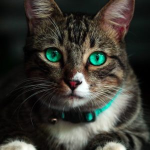 Découvrez le collier idéal pour le confort et la sécurité de votre chat