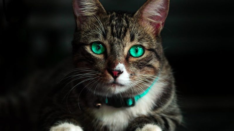Découvrez le collier idéal pour le confort et la sécurité de votre chat