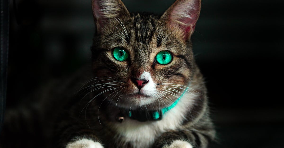 Découvrez le collier idéal pour le confort et la sécurité de votre chat