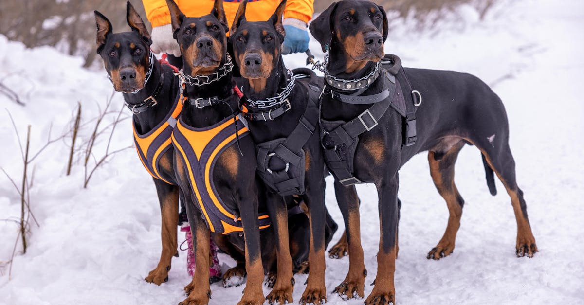 découvrez notre collection de colliers pour chiens, alliant style et confort. offrez à votre compagnon à quatre pattes un accessoire tendance et sécurisé, adapté à toutes les tailles et races. profitez de la qualité et du design unique de nos produits.
