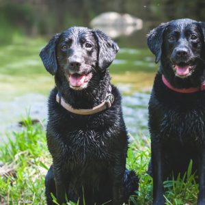 Découvrez les différents types de colliers pour chien