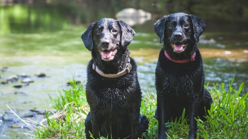 Découvrez les différents types de colliers pour chien