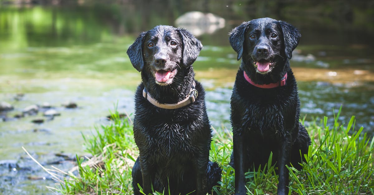 Découvrez les différents types de colliers pour chien