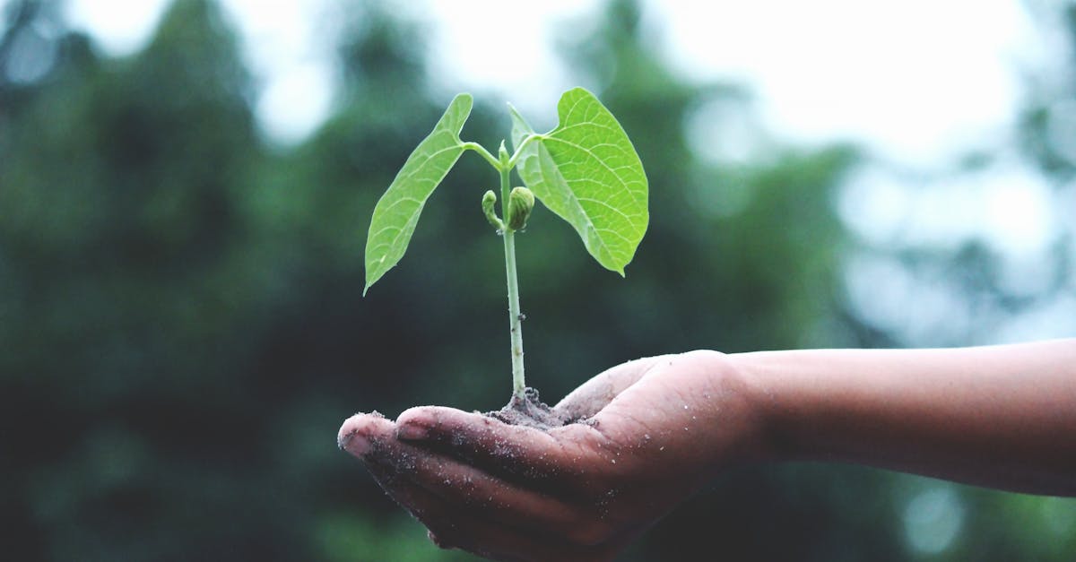 découvrez l'écologie, la science qui étudie les relations entre les êtres vivants et leur environnement. comprenez les enjeux écologiques pour préserver la planète et adopter des actions durables.
