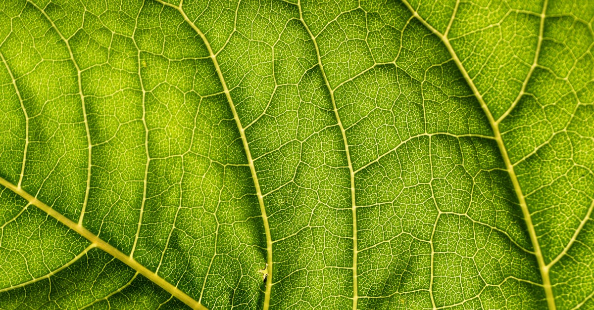 découvrez l'écologie : ses principes, l'importance de préserver notre environnement, et des conseils pour adopter des gestes écoresponsables au quotidien. informez-vous sur les enjeux écologiques actuels et les solutions pour un avenir durable.