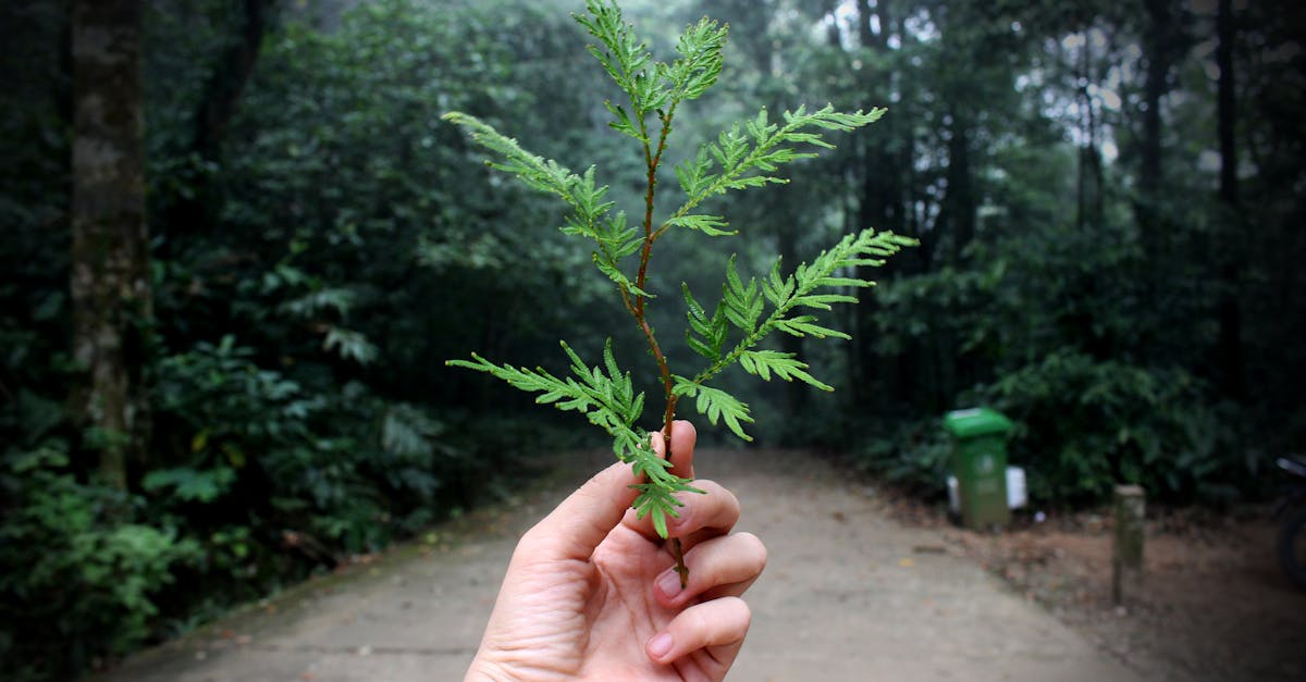 Les meilleures ressources pour comprendre l’écologie et le développement durable avec Energexia